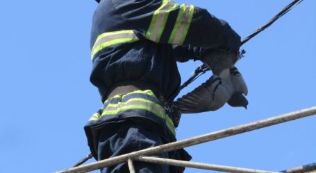 Як рятували голуба в центрі Камянського