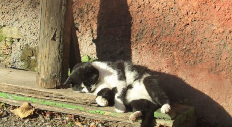 Коти та квіти – краса та гордість Кам’янського