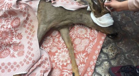 П’ятниця в Кам’янському: врятована з пастки косуля, фіаско викрадачів відеокамер та дефіле одинокого «Еталона» біля міськради