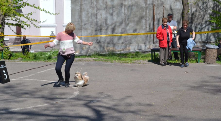 Собачий екзамен в Кам’янському