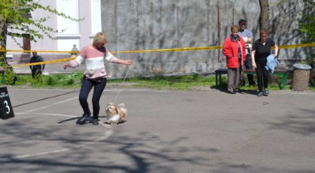 Собачий екзамен в Кам’янському
