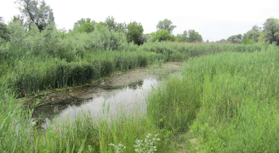 Природозахисні проекти в Кам’янському стопоряться через бідність