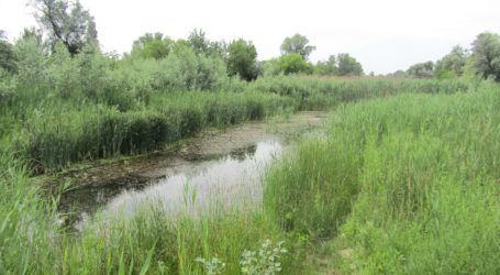 Природозахисні проекти в Кам’янському стопоряться через бідність
