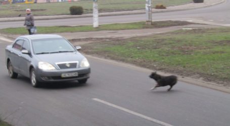Як тварини в Кам’янському звертають на себе увагу людей