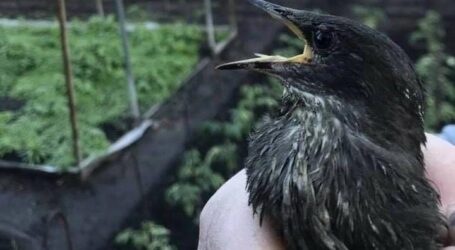 Як врятувати пташеня, яке випало з гнізда, питають мешканці Кам’янського