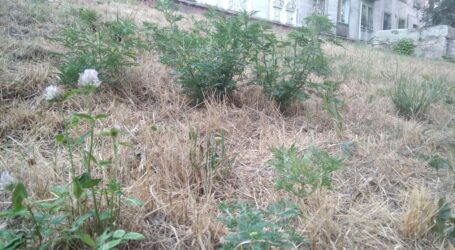 Про небезпеку сезонної алергії попереджають лікарі Кам’янського