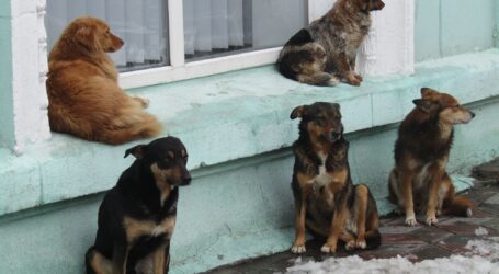 Неприбуткову комунальну установу – «Притулок для тварин» – утворила міськрада Кам’янського