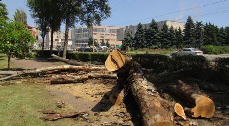 Реконструкція зелених насаджень в Кам’янському пішла «по другому колу»