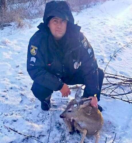 У Кам’янському зоозахисники та правоохоронці врятували косулю