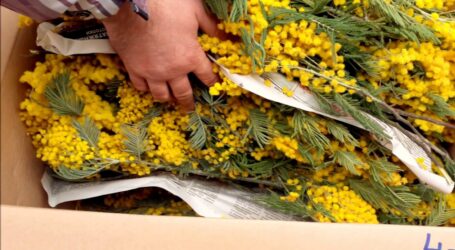 Підготовка до «весняного ярмарку квітів» в Кам’янському: орієнтація – на незаможного покупця