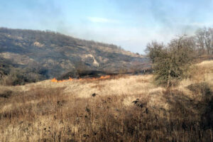 На Дніпропетровщині 8 разів горів сухостій - ФОТО