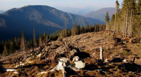 В Україні стали більше уваги приділяти злочинам проти довкілля