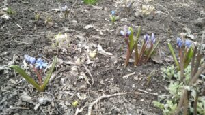 Підготовка до «весняного ярмарку квітів» в Кам’янському: орієнтація – на незаможного покупця - ФОТО