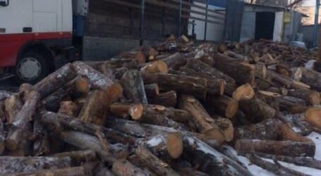 На Дніпропетровщині затримали групу “чорних лісорубів”