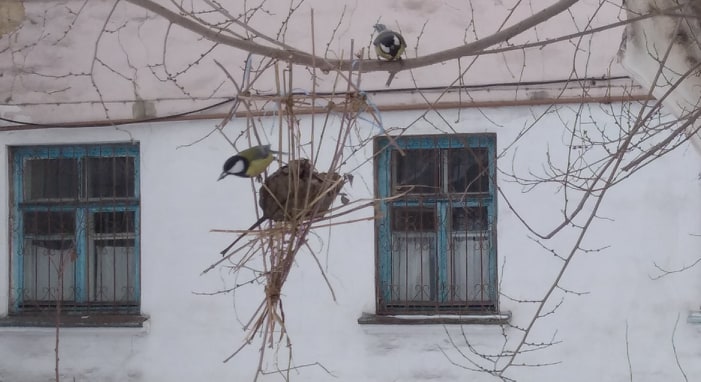 Берегти птахів в Кам’янському рекомендують біологи