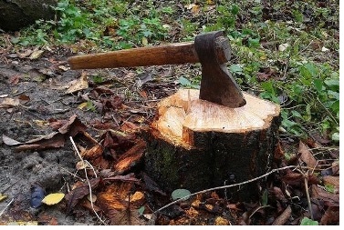 За незаконну порубку лісу двоє приятелів опинилися на лаві підсудних