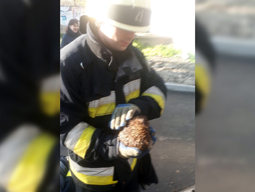 У Дніпрі рятували їжака
