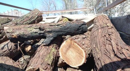 На Дніпропетровщині затримали двох чоловіків за незаконну вирубку дерев