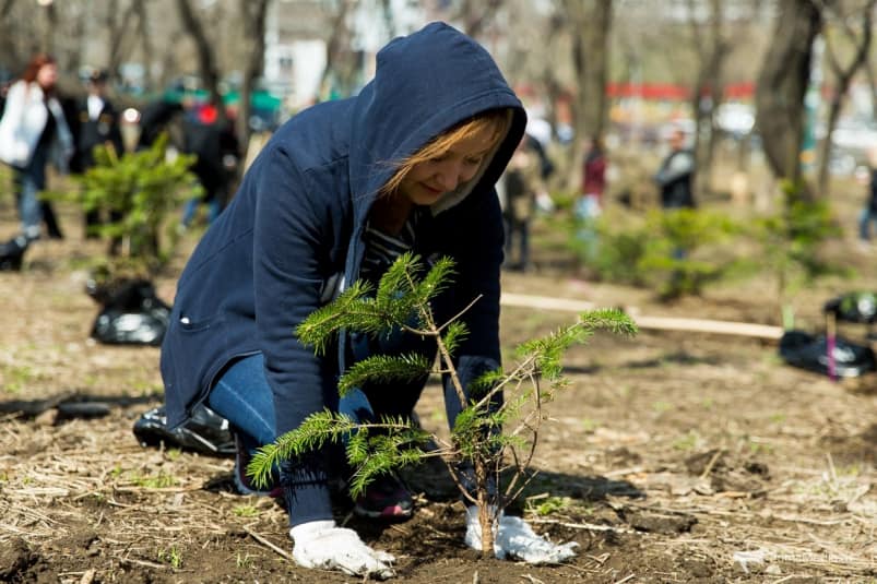 Один мільйон дерев за добу: Дніпропетровщина приєднається до екологічої акції