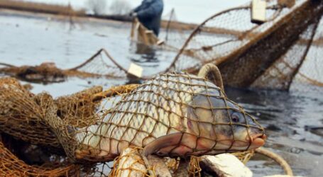На Дніпропетровщині порушують “нерестову заборону”