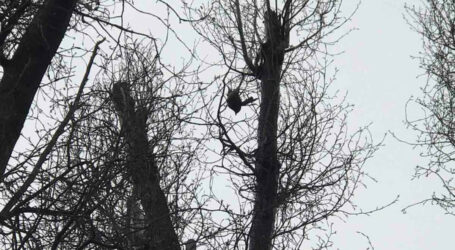 У Дніпрі рятували птаха, який застряг на дереві
