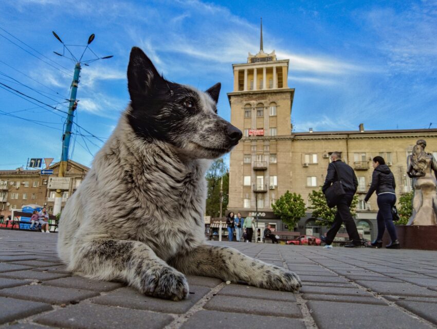 Пес, в якого 10 імен, вчить людей доброті в Кам’янському