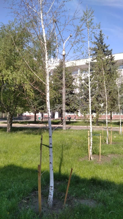 Уроки стихійного озеленення в Кам’янському: бур’яни та екзоти - ФОТО