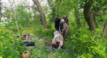 На Дніпропетровщині визволяли бика, який впав у льох