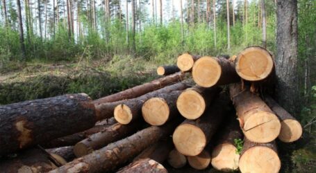 На Дніпропетровщині будуть ловити лісо-браконьєрів