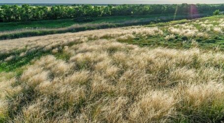 Дніпропетровщина розпродує природні заповідники