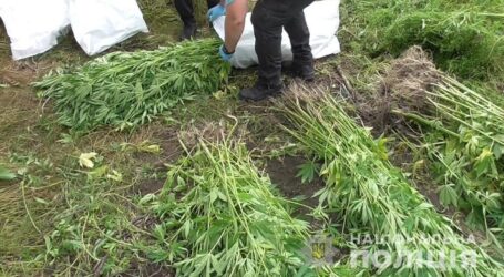 На Дніпропетровщині поліція ліквідувала незаконний посів коноплі