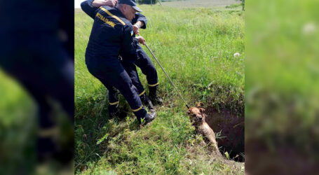 На Дніпропетровщині п’ятеро надзвичайників рятували безпритульного пса
