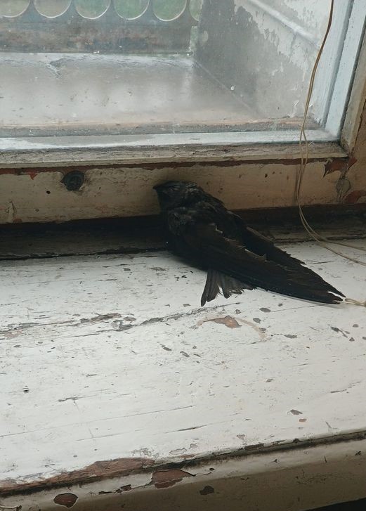 Кам’янське третій день поливає дощем - ФОТО