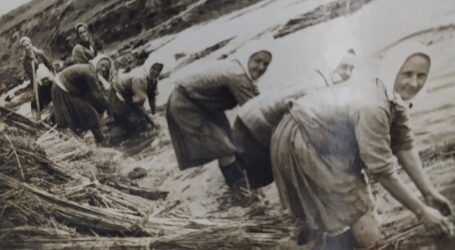 Захистити вітчизняних коноплеводів хочуть народні депутати України