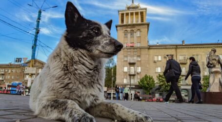 Що заборонено законом робити з тваринами в Кам’янському