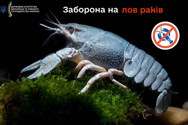На Дніпропетровщині заборонять ловити раків