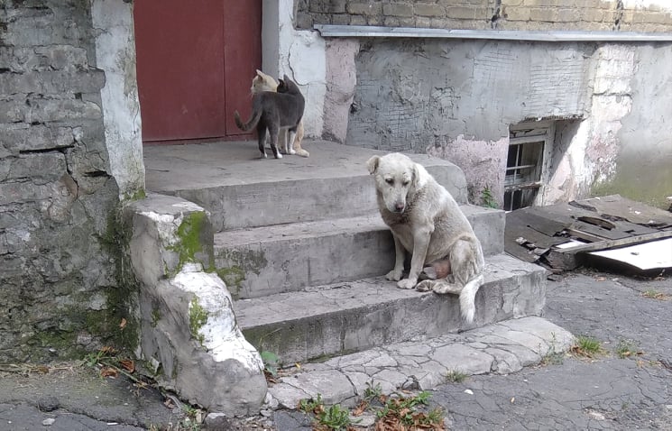 Людська реакція на собачу агресію в Кам’янському