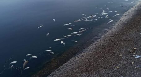 О причинах массового мора рыбы на Днепре