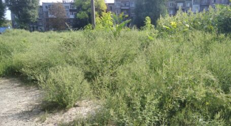Сезон алергії на амброзію починається в Кам’янському