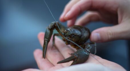 На Дніпропетровщині починає діяти заборона на вилов раків