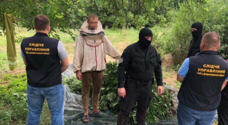 На Дніпропетровщині чоловік серед кукурудзи вирощував тисячі кущів коноплі