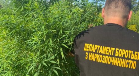 Мешканець Кам’янського виростив коноплі майже на 700 тис грн