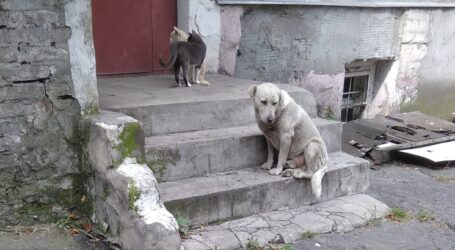 Людська реакція на собачу агресію в Кам’янському
