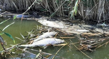 Чому влітку біля Кам’янського у річці гине риба?