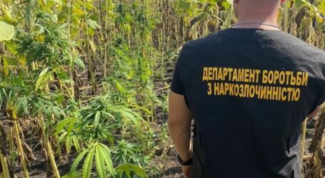 Під Кам’янським поліцейські виявили плантацію з коноплями