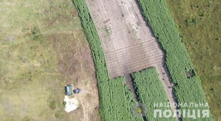 У Кам’янському районі поліцейські ліквідували конопляну плантацію
