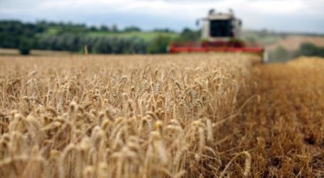 Уряд похвалився рекордним за всю історію України врожаєм
