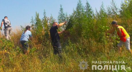 Про ризики вживання конопель нагадали лікарі мешканцям Кам’янського
