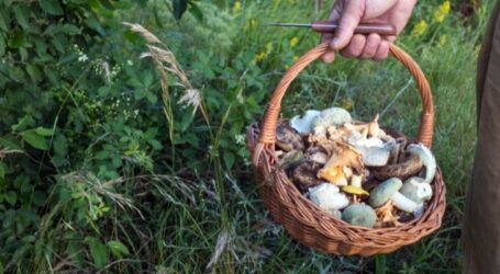 В Україні почастішали випадки отруєння дикорослими грибами