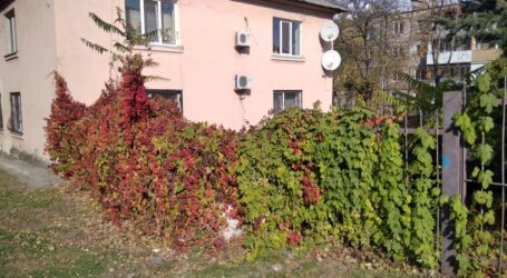 Про можливості вертикального озеленення в Кам’янському – думка фахівця
